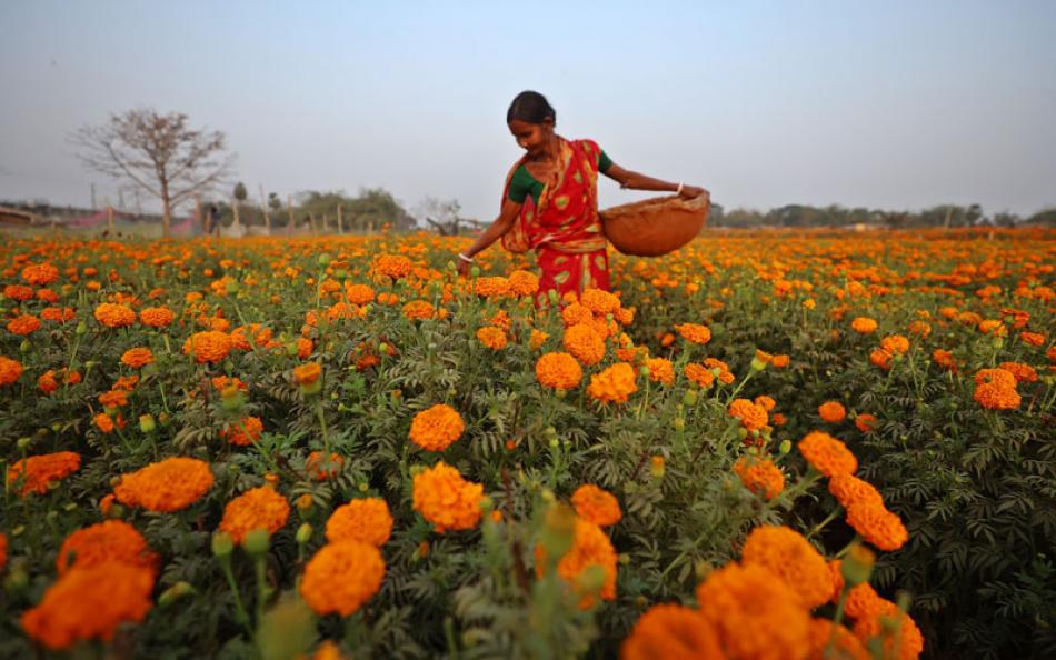 Khirai Flower Valley Colours West Bengal&rsquo;s Countryside